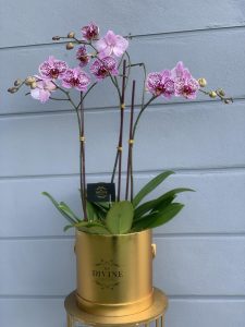 Modern Orchids in Box - Image 2
