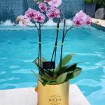 Modern Orchids in Box