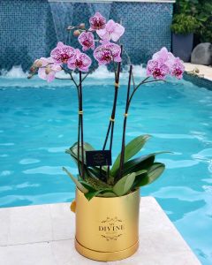 Modern Orchids in Box