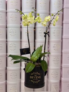 Modern Orchids in Box - Image 3
