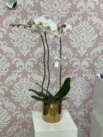 Double orchid plant with white blooms