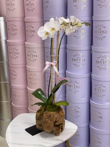 Orchid in Wooden Vase - Image 6
