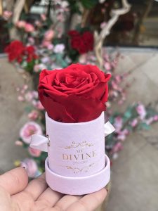 Le Petit Velvet - Image 9