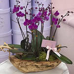 Mini Orchids in Wooden Vase