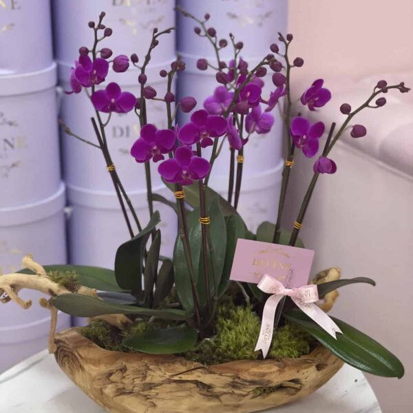 Mini Orchids in Wooden Vase