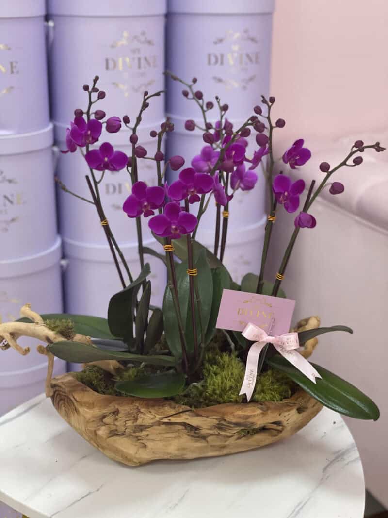 Mini Orchids in Wooden Vase