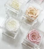 Rosa Mini Preservada en Caja Acrílica - Image 2