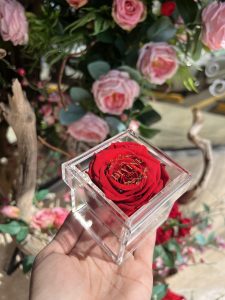 Single Mini Preserved Rose in Acrylic Box