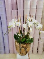 Swan Orchids in XL Wooden Vase - Image 2