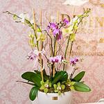 Mixed Orchids in Vase