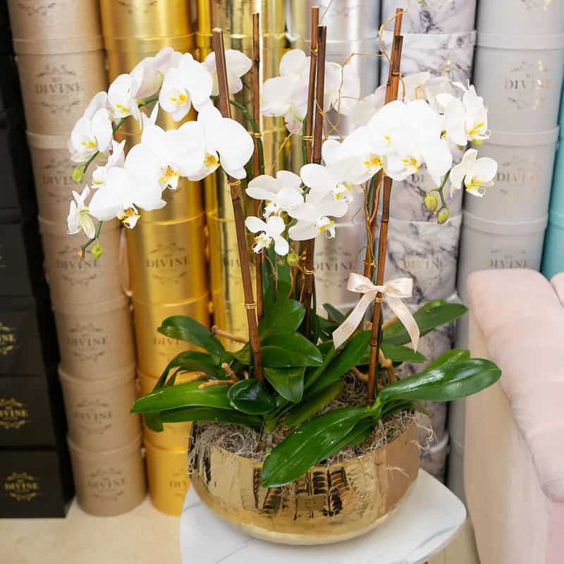 Orquídeas XL en Florero de Metal Dorado - Image 2