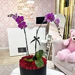 Doble Belleza Orquídeas y Rosas