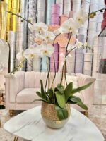 Lili orchid arrangement with white blooms