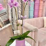 Orchids in Medium Signature Box