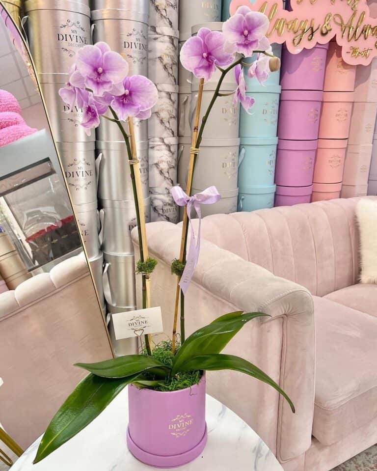 Orchids in Medium Signature Box