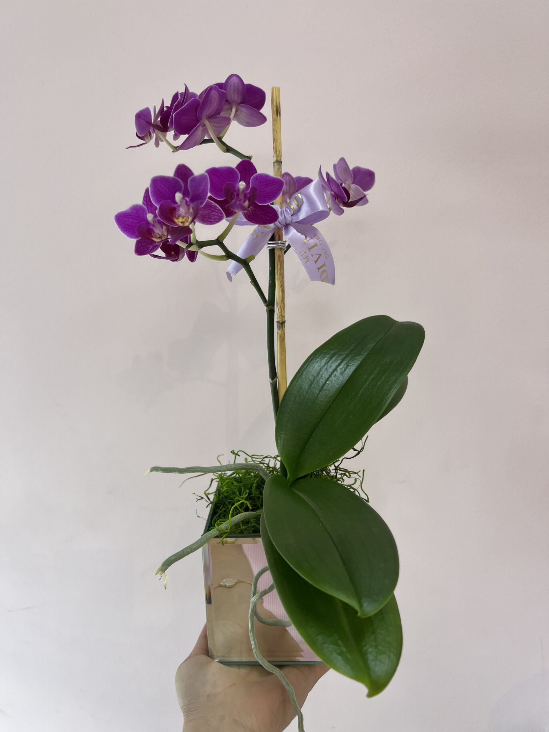 Mini Orchid In Mirror Vase My Divine Decors Flower Boutique Flower Arrangements