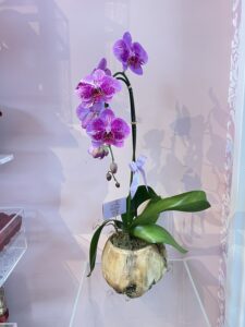 Orchid in Wooden Vase