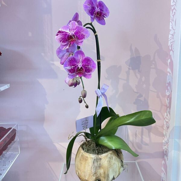Orchid in Wooden Vase