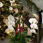 Merry Orchids in Divine Box