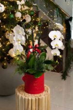 Orquídeas Alegres en Caja Divina