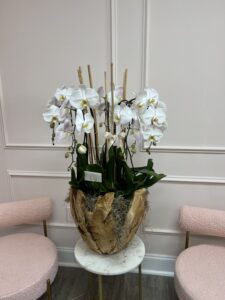 Swan Orchids in XL Wooden Vase