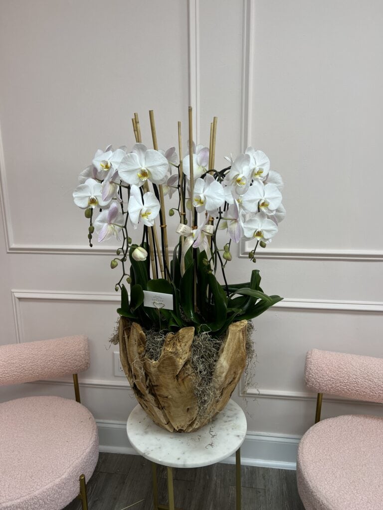 Swan Orchids in XL Wooden Vase