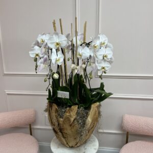 Swan Orchids in XL Wooden Vase