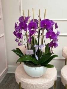 Swan Orchids in Ceramic Vase