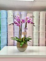 Orquídeas Lili - Image 2