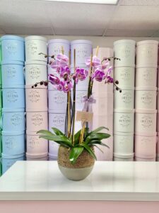 Orchids Lili - Image 2