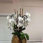 Orquídeas Swan en Florero de Madera Mediano - Image 3