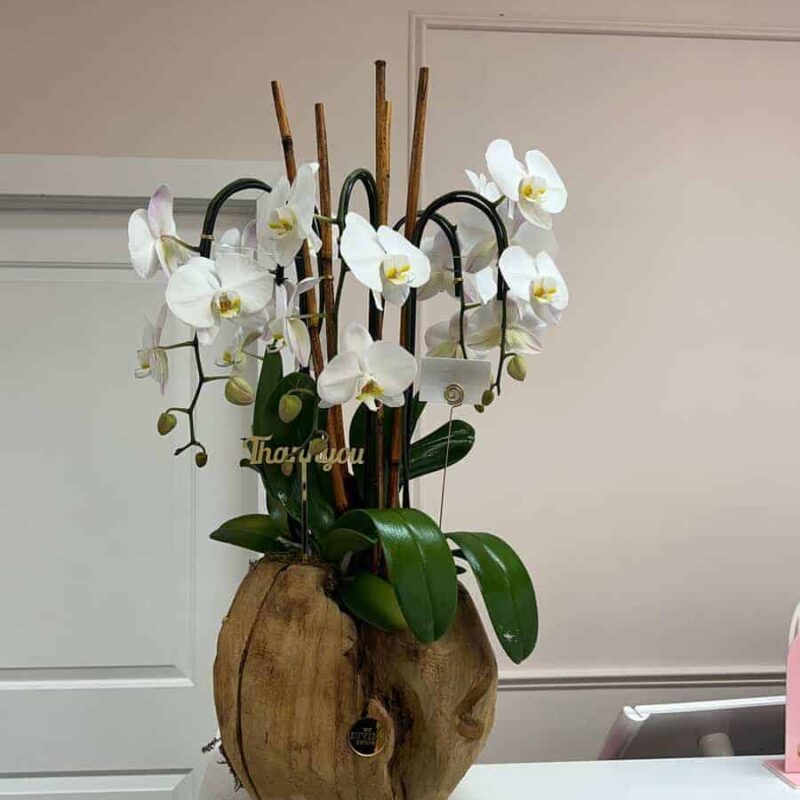 Orquídeas Swan en Florero de Madera Mediano - Image 3