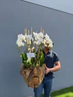 Swan Orchids in XL Wooden Vase - Image 4
