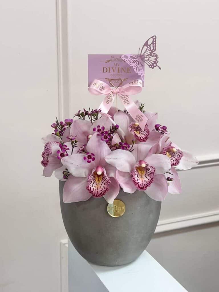 Cymbidium Love
