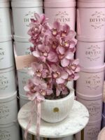 Dicha de Orquídea Cymbidium