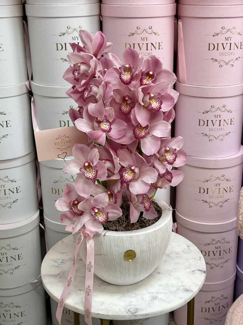 Cymbidium orchid bliss