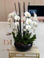 Karolina Orchids - Image 3