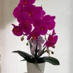 Orquídea Elegante – Planta de Seda