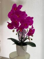 Elegant magenta silk orchid in a white planter