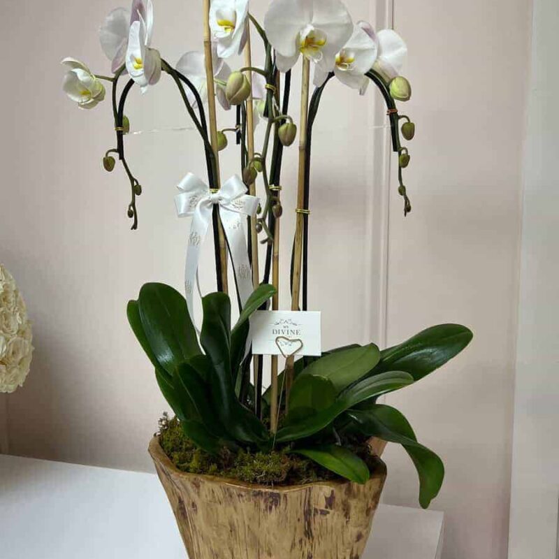 Woodland Orchid Luxe