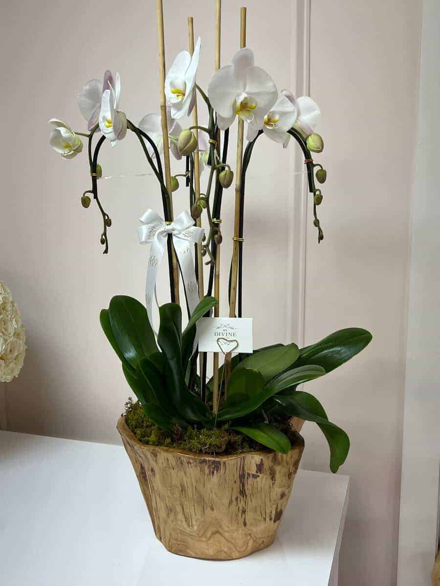 woodland-orchid-luxe-2 Woodland Orchid Luxe - Image 1