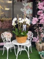 Orquídea Woodland Lujo - Image 4