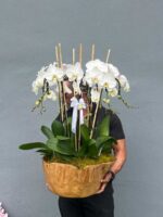 Orquídea Woodland Lujo - Imagen 5