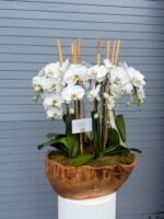 Orquídea Woodland Lujo - Imagen 6