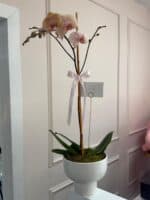 Orquídea Flor Atemporal