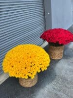 Luxury 1500 Roses in 3 Designer Baskets - Image 2