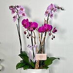 Jardín de Orquídeas de Lujo