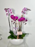 Jardín de Orquídeas de Lujo