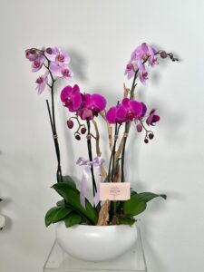Luxury Orchid Garden