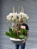 Orquídeas Majestuosas en Cascada - Image 3